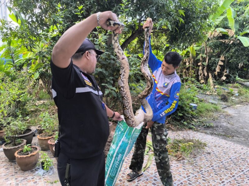 นครนายก – ครูสาวเจองูเหลือมเข้าบ้านหวังเขมือบแมวกู้ภัยฯจับตัวได้ไม่พลาดส่องเลขทะเบียนบ้าน