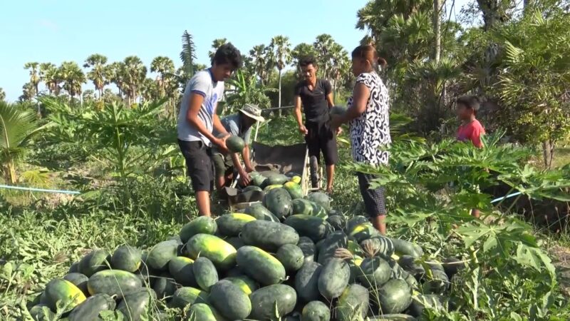 เกษตรกรชาวสวนแตงบ้านคูขุด อำเภอสทิงพระได้เฮ แตงโมราคาดีระดมคนเก็บแตงโม วันนี้วันแรก 8 ตัน โดยมีแม่ค้านำรถยนต์มาคอยรับซื้อถึงสวนและให้คนงานลงสวนแตงช่วยเก็บด้วย