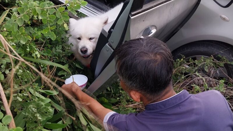 ปทุมธานี – สาวขับเก๋งชนเสาไฟฟ้าสุนัขหวงเจ้าของจัดขู่กู้ภัยไม่ให้เข้าใกล้ต้องรอนาน 15 นาทีถึงช่วยได้