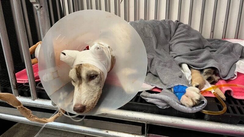 ปิดคดีราดน้ำมันเผาสุนัขไซบีเรียน กับคนก่อเหตุอายุ 56 ปีรับสารภาพสิ้น