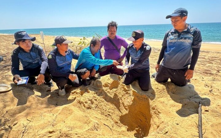 พังงา-ข่าวดี! พบร่องรอยเต่าหญ้าขึ้นวางไข่ที่หาดทุ่งดาบ เกาะพระทอง