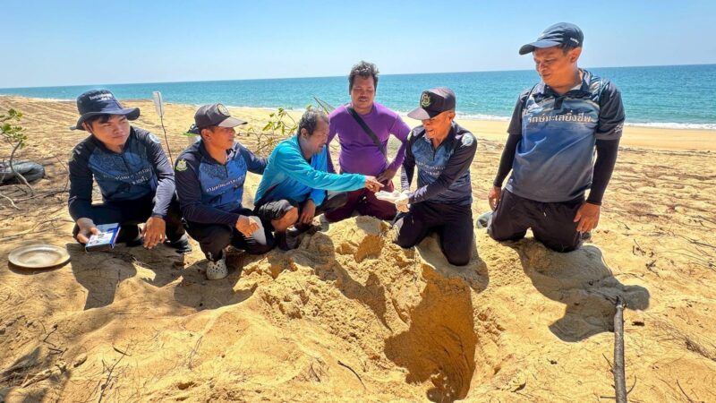 พังงา-ข่าวดี! พบร่องรอยเต่าหญ้าขึ้นวางไข่ที่หาดทุ่งดาบ เกาะพระทอง