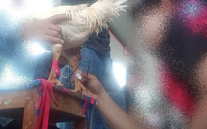 06-03-69ชุมพร-คำสั่งเด็ดขาดผู้ว่าฯชุมพร! ห้ามพนันชนไก่สวมเดือยแต่ง ฝ่าฝืนโดนคดี-เสี่ยงถูกถอนใบอนุญาต