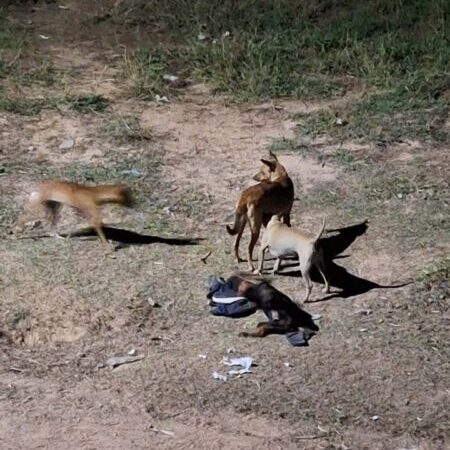 มุกดาหาร ชาวบ้านได้รับความเดือดร้อนจากหมาจรจัด