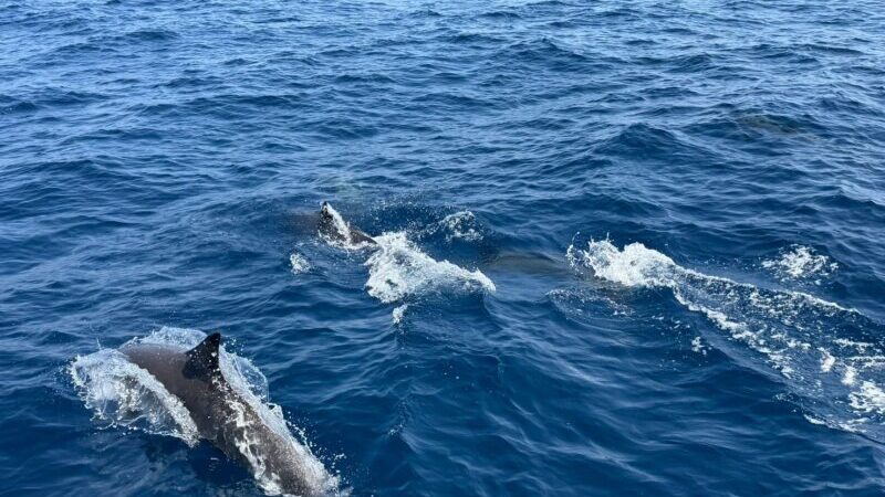 พังงา-ตื่นตา! ฝูงโลมาปากขวดนับร้อยตัว โชว์ตัวกลางทะเลใกล้เกาะตาชัย ตอกย้ำความสำเร็จนโยบายท่องเที่ยวเชิงอนุรักษ์