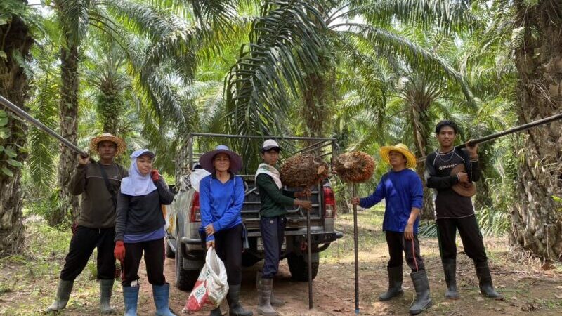 วิกฤตน้ำมันลาม! แรงงานแทงปาล์มบางสะพานน้อยสะดุด ขาดรายได้-ผลผลิตเสียหายหนัก