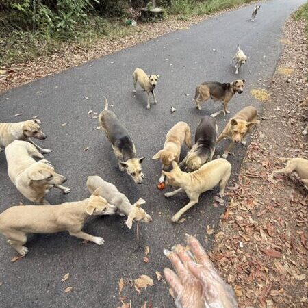 สะเทือนขวัญ! วางยาเบื่อสุนัขเขาคอหงส์ตายเกลื่อนกว่า 30 ชีวิต “เดอะโฮป สงขลา” ผนึกกำลังตำรวจ-เทศบาล ล่าตัวฆาตกรใจโหดตั้งรางวัลนำจับ 20,000 บาท