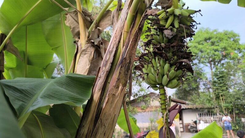 นครนายก – ชาวบ้านโพสเฟสบุ๊คออกเก็บผัก หาใบตองพบกล้วยออกกลางลำต้นใกล้วันหวยออกอย่างนี้ต้องมีคณิตศาสตร์เข้ามาแล้ว