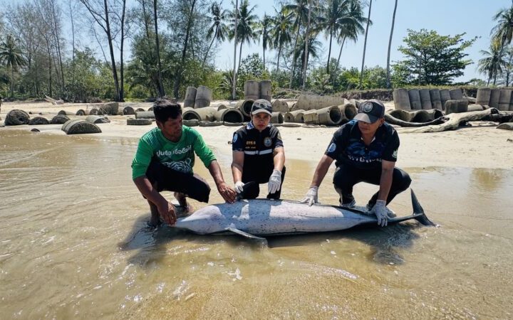 พังงา-เศร้า พบโลมาลายแถบเกยตื้นเสียชีวิต ที่หาดบางสัก เจ้าหน้าที่เร่งหาสาเหตุ