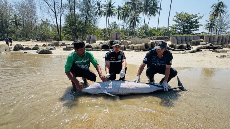 พังงา-เศร้า พบโลมาลายแถบเกยตื้นเสียชีวิต ที่หาดบางสัก เจ้าหน้าที่เร่งหาสาเหตุ