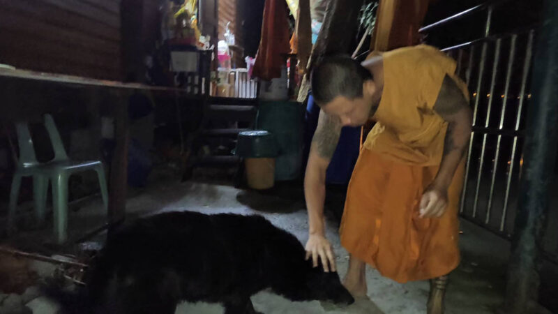 คุณพระช่วย! หลวงพี่ช่วยเจ้าตูบตาบอดลอยคออยู่ในน้ำ หลังพลาดตกคลองหลังวัด รอดตายหวุดหวิด