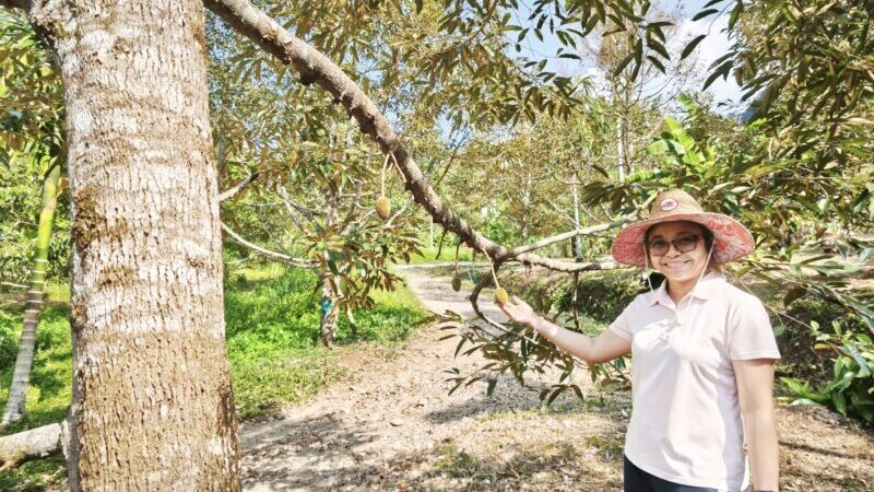 พังงา-เกษตรกรสวนผลไม้พังงาเดือดร้อนหนัก น้ำมันพุ่งไม่หยุด ดันต้นทุนพุ่ง วอนรัฐเร่งช่วยเหลือ