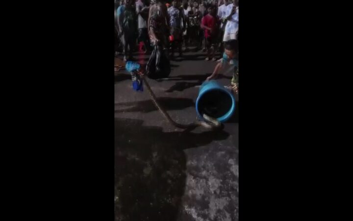 งูเหลือมโผล่กลางถนนเขต 8 ทำวงแตก! หนุ่มชุดลูกเสือฮีโร่ จับยัดถังน้ำเรียกเสียงเฮลั่น