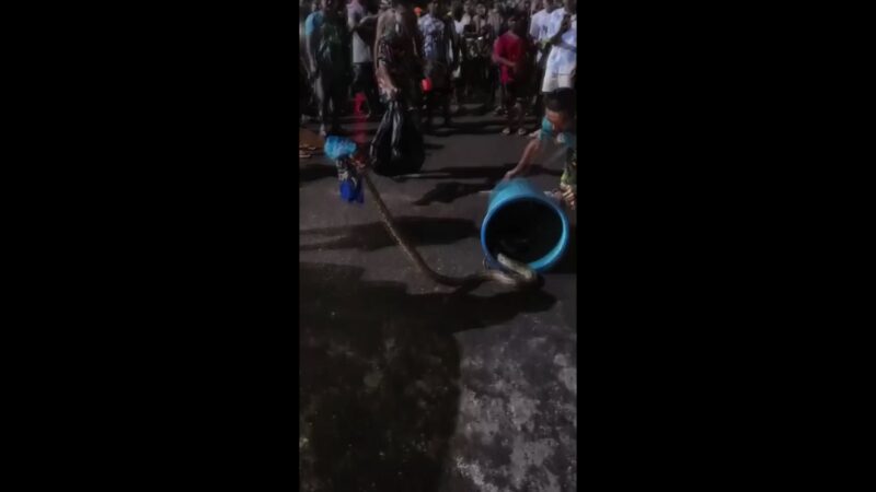 งูเหลือมโผล่กลางถนนเขต 8 ทำวงแตก! หนุ่มชุดลูกเสือฮีโร่ จับยัดถังน้ำเรียกเสียงเฮลั่น