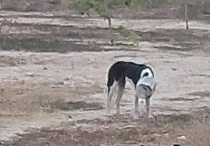 สุดเวทนาเจ้าตูบกินขนมในโหลพลาสติกหัวติดกินข้าวกินน้ำไม่ได้นานกว่า 5 วันเริ่มหมดแรง นายกเทศมนตรีเมืองอ่างศิลาพร้อมสารณสุข ลงพื้นที่ช่วยเหลือ เฝ้ากว่า 2 วันจนช่วยเหลือได้สำเร็จ