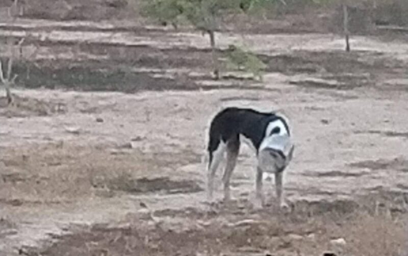 สุดเวทนาเจ้าตูบกินขนมในโหลพลาสติกหัวติดกินข้าวกินน้ำไม่ได้นานกว่า 5 วันเริ่มหมดแรง นายกเทศมนตรีเมืองอ่างศิลาพร้อมสารณสุข ลงพื้นที่ช่วยเหลือ เฝ้ากว่า 2 วันจนช่วยเหลือได้สำเร็จ