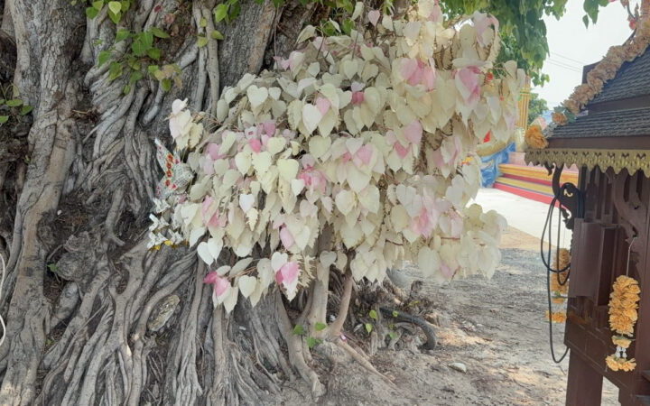 อ่างทอง เลขเสี่ยงทายต้นโพธิ์ใบสีขาวและใบสีชมพูคนดวงเฮงนำชุดไทยสใบเฉียงมาถวายหลังสมใจปรารถนา ไม่พลาดเสี่ยงเซียงเซีได้ตัวเลข 328 ล้วงไห้เสี่ยงโชคได้ตัวเลข 82 นำไปเสี่ยงดวง