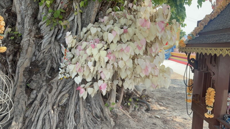 อ่างทอง เลขเสี่ยงทายต้นโพธิ์ใบสีขาวและใบสีชมพูคนดวงเฮงนำชุดไทยสใบเฉียงมาถวายหลังสมใจปรารถนา ไม่พลาดเสี่ยงเซียงเซีได้ตัวเลข 328 ล้วงไห้เสี่ยงโชคได้ตัวเลข 82 นำไปเสี่ยงดวง