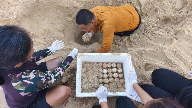 พังงา-ข่าวดี… พบ “เต่ามะเฟือง” ขึ้นวางไข่นอกฤดูกาล อุทยานฯ เร่งย้ายรังสู่พื้นที่ปลอดภัย