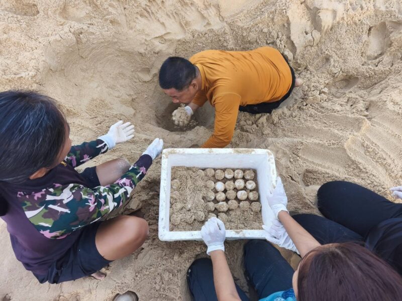 พังงา-ข่าวดี… พบ “เต่ามะเฟือง” ขึ้นวางไข่นอกฤดูกาล อุทยานฯ เร่งย้ายรังสู่พื้นที่ปลอดภัย