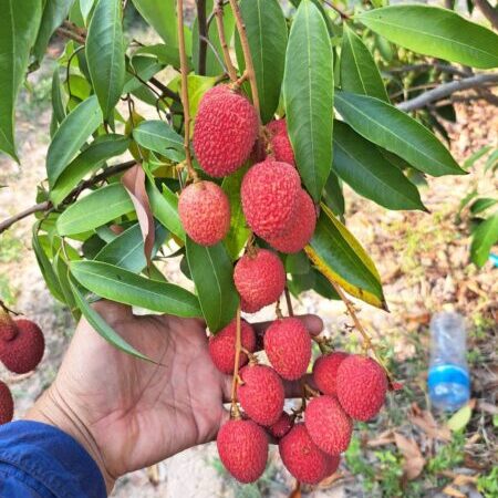 มุกดาหาร – เจ้าของสวนลิ้นจี่เข่าทรุดน้ำตาร่วงลงกับพื้น ถูกโจรขโมยเกือบหมดสวน