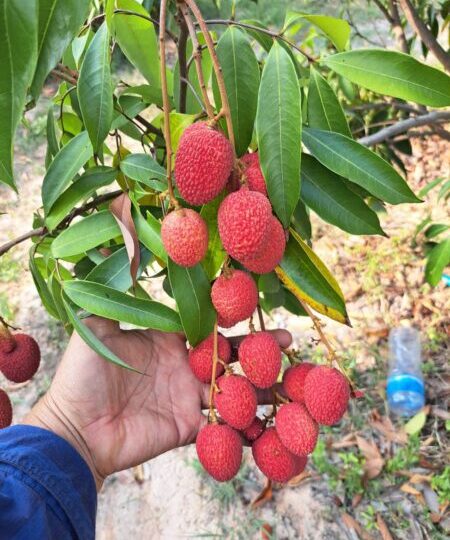 มุกดาหาร – เจ้าของสวนลิ้นจี่เข่าทรุดน้ำตาร่วงลงกับพื้น ถูกโจรขโมยเกือบหมดสวน