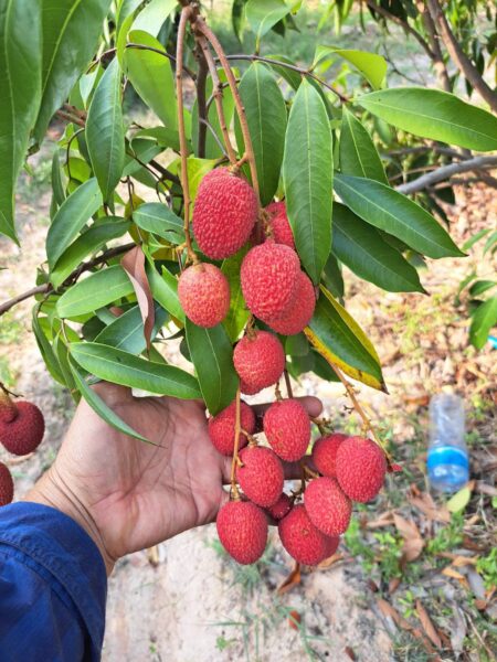 มุกดาหาร – เจ้าของสวนลิ้นจี่เข่าทรุดน้ำตาร่วงลงกับพื้น ถูกโจรขโมยเกือบหมดสวน