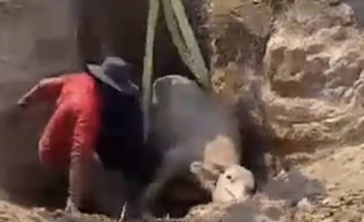 นครนายก – กู้ภัยสว่างอริยะช่วยเหลือลูกควายเพศเมียตกบ่อน้ำลึก 2 เมตร