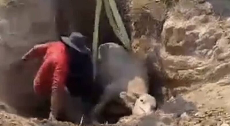 นครนายก – กู้ภัยสว่างอริยะช่วยเหลือลูกควายเพศเมียตกบ่อน้ำลึก 2 เมตร