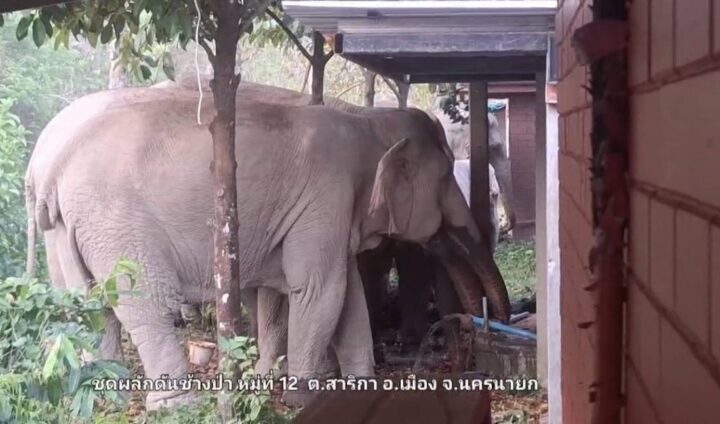 นครนายก – ช้างป่าโขลงชบาแก้วจำนวนหลายตัวลงจากป่าหาน้ำกินที่รีสอร์ทอิงดอย เจ้าของใจดีให้ช้างกินน้ำได้ตามสบาย