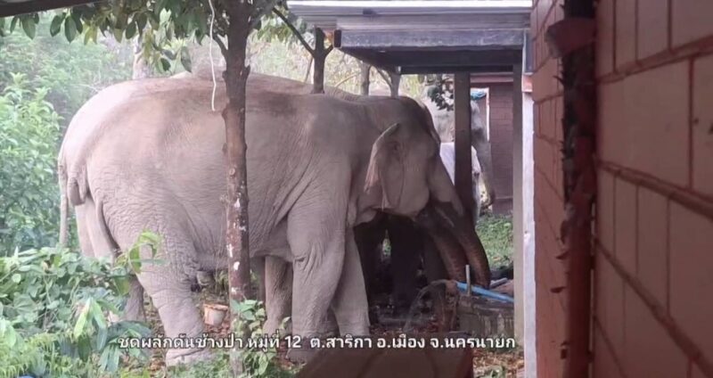 นครนายก – ช้างป่าโขลงชบาแก้วจำนวนหลายตัวลงจากป่าหาน้ำกินที่รีสอร์ทอิงดอย เจ้าของใจดีให้ช้างกินน้ำได้ตามสบาย