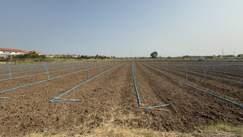 อ่างทอง – ชาวนาเปลี่ยนพื้นนาหันปลูกผักเมื่ออาชีพทำมาในปัจจุบันไม่ค่อยตอบโจทย์กับรายได้มากนัก ชาวนาพื้นที่อำเภอเมืองอ่างทอง ทดลองแบ่งพื้นที่ 6 ไร่ จากที่เคยทำนา 36 ไร่ ลองเปลี่ยนพื้นที่บางส่วนมาปลูกผักชีและถั่วแระ