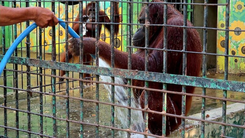 ลพบุรี – ร้อนระอุทะลุ 40 องศาเซลเซียส คนก็ร้อนลิงก็ร้อน