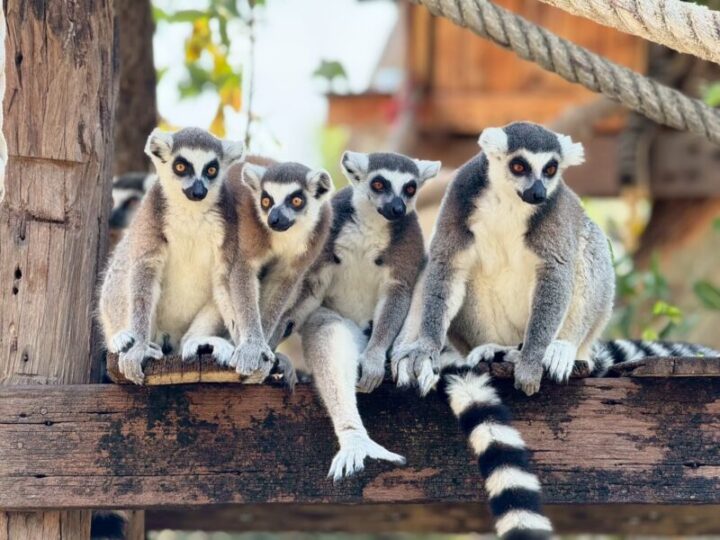 สวนสัตว์เปิดเขาเขียว ฉลองวันแรงงาน มอบส่วนลด 20% ให้ผู้ใช้แรงงาน จัดเต็มชมสัตว์ทั้งกลางวันและกลางคืน พร้อมพบสมาชิกใหม่ ลูกสล๊อต “ลิตเติ้ลแฟลช”