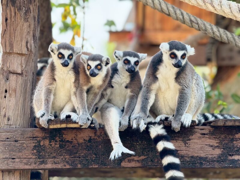 สวนสัตว์เปิดเขาเขียว ฉลองวันแรงงาน มอบส่วนลด 20% ให้ผู้ใช้แรงงาน จัดเต็มชมสัตว์ทั้งกลางวันและกลางคืน พร้อมพบสมาชิกใหม่ ลูกสล๊อต “ลิตเติ้ลแฟลช”