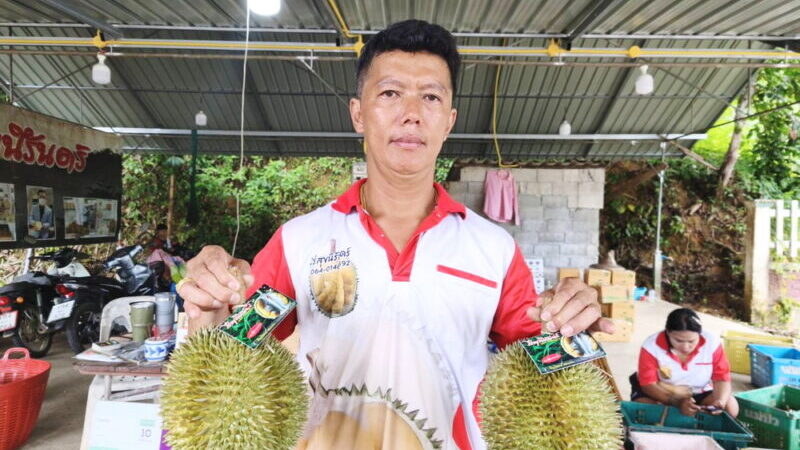 พังงา–เริ่มแล้ว ฤดูกาลทุเรียนสาลิกา ราชาทุเรียนบ้านเบอร์ 1 ของภาคใต้ จีไอของแท้ต้องที่อำเภอกะปง เกษตรกรเตรียมเปิดสวนชมชิมช้อป