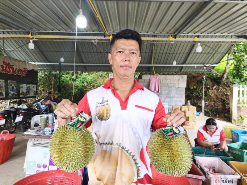 พังงา–เริ่มแล้ว ฤดูกาลทุเรียนสาลิกา ราชาทุเรียนบ้านเบอร์ 1 ของภาคใต้ จีไอของแท้ต้องที่อำเภอกะปง เกษตรกรเตรียมเปิดสวนชมชิมช้อป