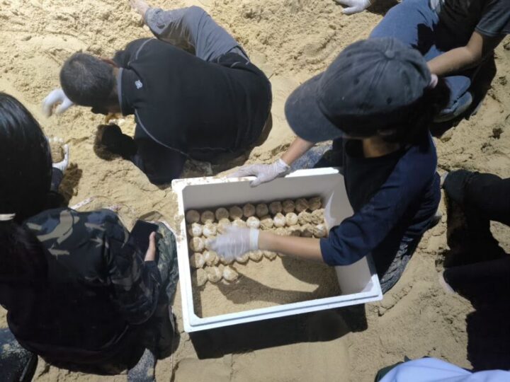 พังงา-เห็นจะจะ! พบแม่เต่ามะเฟืองขึ้นวางไข่นอกฤดูกาล รังที่ 3 ที่หาดท้ายเหมือง เจ้าหน้าที่เร่งย้ายไข่เข้าคอกอนุบาล