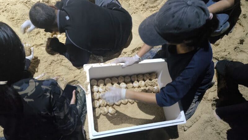 พังงา-เห็นจะจะ! พบแม่เต่ามะเฟืองขึ้นวางไข่นอกฤดูกาล รังที่ 3 ที่หาดท้ายเหมือง เจ้าหน้าที่เร่งย้ายไข่เข้าคอกอนุบาล