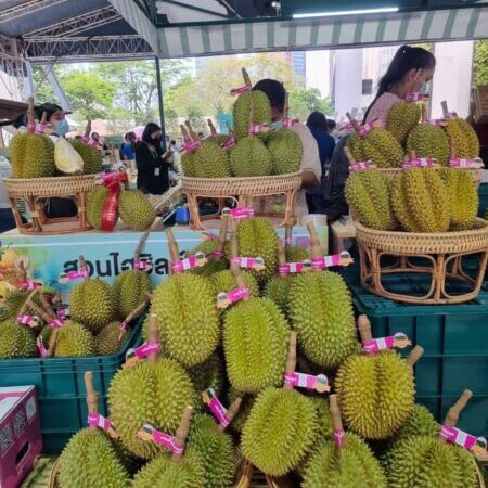 พิษณุโลกเปิดเทศกาลท่องเที่ยวเกษตรชุมชน “เที่ยว ชม ชิม ช้อป กิน นอน ทุเรียนหลง-หลินลับแลบ้านรักไทย” ต้อนรับคาราวานนักธุรกิจจีนกว่า 80 คน