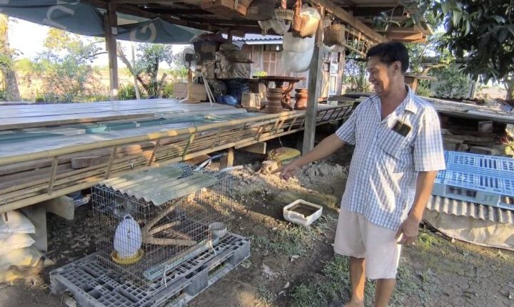 นครนายก – งูเห่าตัวเขื่องบุกเข้ากรงฉกกินลูกไก่ป่าสีขาวตาย 3 ตัว เจ้าของเจ็บใจแต่ไม่อยากทำบาปนำไปปล่อยในแหล่งธรรมชาติ