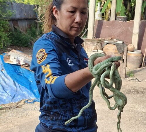 อ่างทอง – คลิปกู้ภัยจับฝูงงูเขียวด้วยมือเปล่าหลังได้รับแจ้งขอความช่วยเหลือจากชาวบ้านเห็นงูเขียวโผล่มาจากฝ้าในห้องน้ำ โดยใช้ค้อนงัดดูพบกำลังผสมพันธุ์อยู่ 3 ตัว จับออกมาด้วยมือเปล่า เมื่อตรวจดูยังพบอีก 2 ตัว จึงจับออกมาได้ทั้งฝูง 5 ตัว