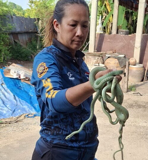 อ่างทอง – คลิปกู้ภัยจับฝูงงูเขียวด้วยมือเปล่าหลังได้รับแจ้งขอความช่วยเหลือจากชาวบ้านเห็นงูเขียวโผล่มาจากฝ้าในห้องน้ำ โดยใช้ค้อนงัดดูพบกำลังผสมพันธุ์อยู่ 3 ตัว จับออกมาด้วยมือเปล่า เมื่อตรวจดูยังพบอีก 2 ตัว จึงจับออกมาได้ทั้งฝูง 5 ตัว