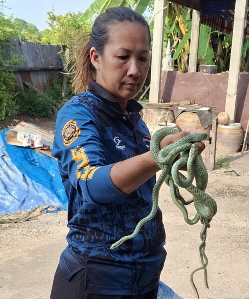 อ่างทอง – คลิปกู้ภัยจับฝูงงูเขียวด้วยมือเปล่าหลังได้รับแจ้งขอความช่วยเหลือจากชาวบ้านเห็นงูเขียวโผล่มาจากฝ้าในห้องน้ำ โดยใช้ค้อนงัดดูพบกำลังผสมพันธุ์อยู่ 3 ตัว จับออกมาด้วยมือเปล่า เมื่อตรวจดูยังพบอีก 2 ตัว จึงจับออกมาได้ทั้งฝูง 5 ตัว