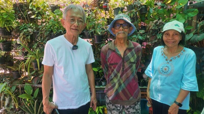 ปทุมธานี – ลุงเปี๊ยก-ป้าอีส แจกต้นไม้ฟอกอากาศฟรี ชวนประชาชนร่วมสร้างโลกสีเขียว