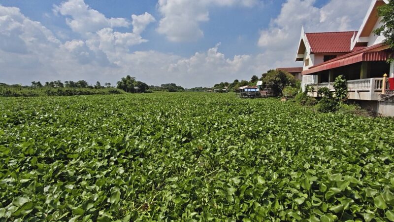ปทุมธานี – ผักตบชวายึดคลองหน้าวัดตาวัย80สุดทนทำงานไม่ได้ต้องกินมาม่าประทังชีวิตโวยหน่วยงานรับปากแล้วเงียบ