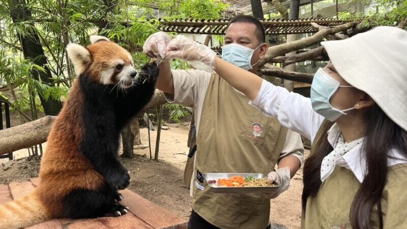 สวนสัตว์เปิดเขาเขียว ชวนเปิดประสบการณ์ “Zoo Keeper Insight”ลองเป็นคีปเปอร์ดูแลแพนด้าแดงแบบอินไซด์