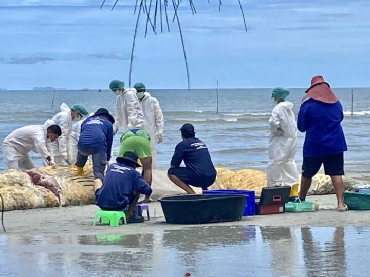 ข่าว พบแล้วซากวาฬบลูด้า ลอยทะเล เจ้าหน้าที่ ศรชล.ลากมาเกยชายหาดไพลินให้ศูนย์วิจัยทรัพยากรทางทะเลและชายฝั่งภาคตะวันออกตรวจสอบ เผยตายมาแล้ว 2 อาทิตย์