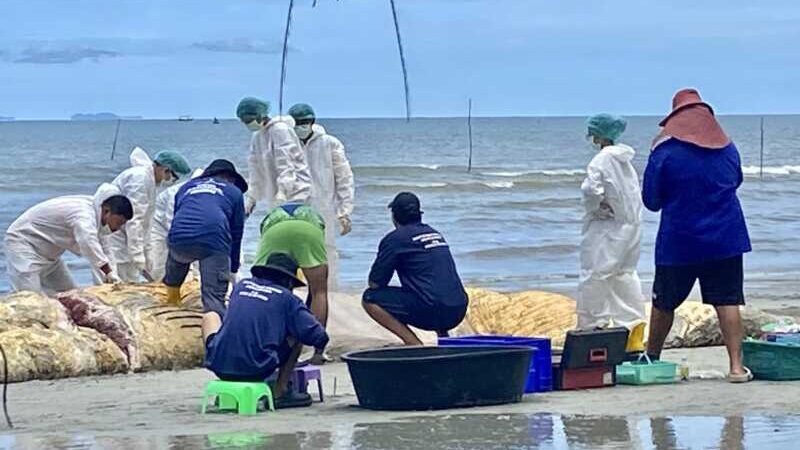 ข่าว พบแล้วซากวาฬบลูด้า ลอยทะเล เจ้าหน้าที่ ศรชล.ลากมาเกยชายหาดไพลินให้ศูนย์วิจัยทรัพยากรทางทะเลและชายฝั่งภาคตะวันออกตรวจสอบ เผยตายมาแล้ว 2 อาทิตย์