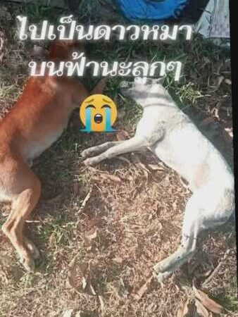 โจรชั่ววางยาเบื่อฆ่าหมาหมู่ 8 ตัวรวด หวังย่องเบาขึ้นบ้าน ผู้ว่าฯ สั่งเฉียบขาดส่งปลัดลุยตรวจ-พารวมตัวแจ้งความจับ